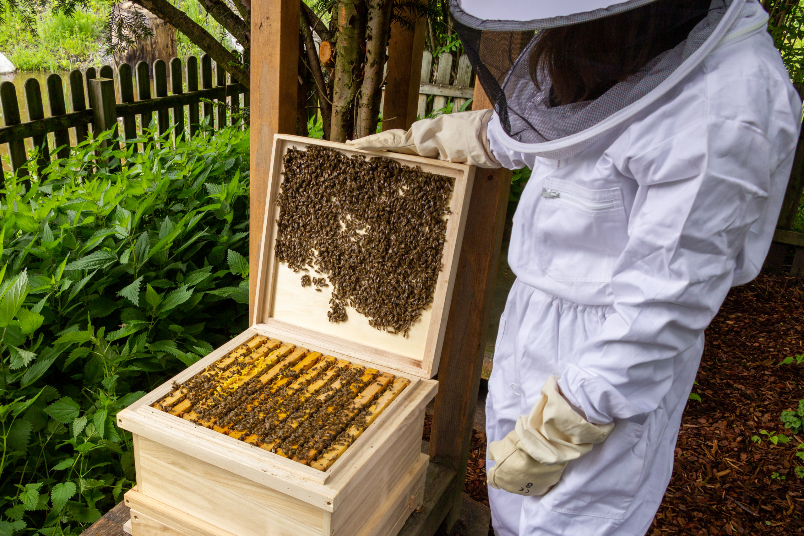 Eine Person mit einem Bienenstock