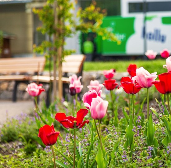 Blumen in einem Park